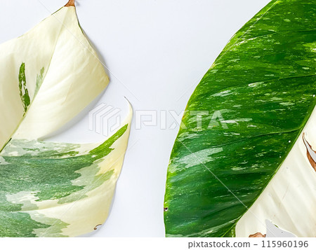 Epipremnum Pinnatum Variegate Leave on the white background Epipremnum Pinnatum Variegate Leave on the white background 115960196