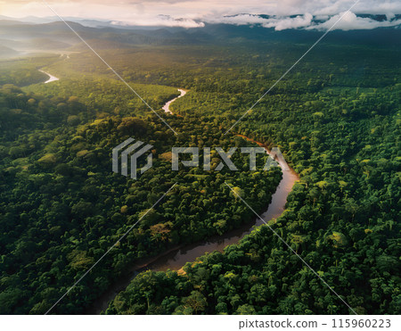熱帶雨林鳥瞰圖 115960223