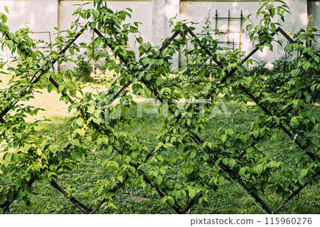 Cornus Mas Trees Trained in Espalier 115960276