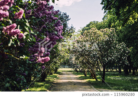Alley of Blooming Lilacs in Spring 115960280