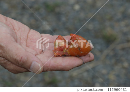 Cherry tomato "Aiko" eaten by a crow Cherry tomato "Aiko" eaten by a crow 115960481