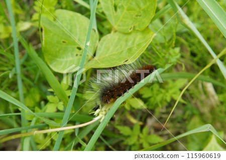 Large caterpillar on a leaf 115960619