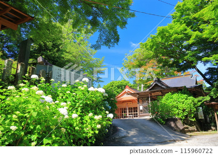 [Oita Prefecture] Sunny Takara Hachiman Shrine Hydrangea Festival 115960722