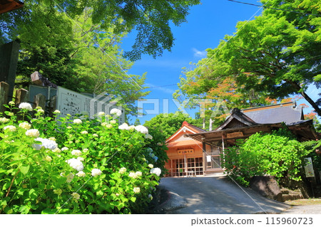 [Oita Prefecture] Sunny Takara Hachiman Shrine Hydrangea Festival 115960723