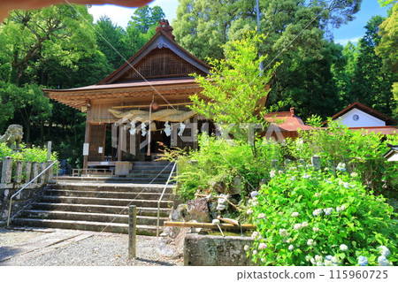 [Oita Prefecture] Sunny Takara Hachiman Shrine Hydrangea Festival 115960725