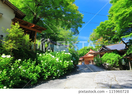 [大分縣] 寶藏八幡神社繡球花節晴空萬裡 115960728