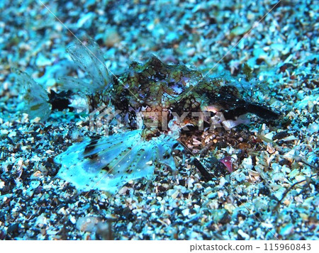 Umiten Umiten 115960843