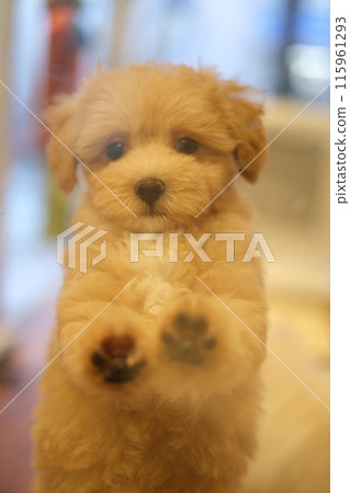 A dog that wants to go outside. A dog that wants to go outside. 115961293