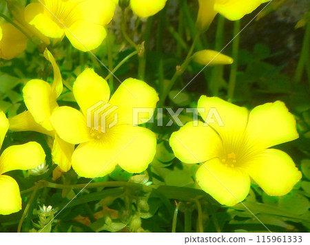 Yellow oxalis flower 115961333