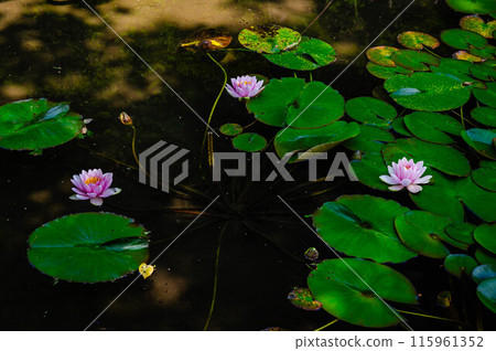公園池塘里盛開的睡蓮花 115961352