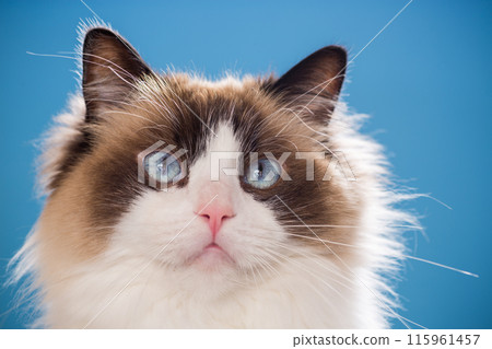 portrait of a beautiful young healthy Ragdoll cat 115961457