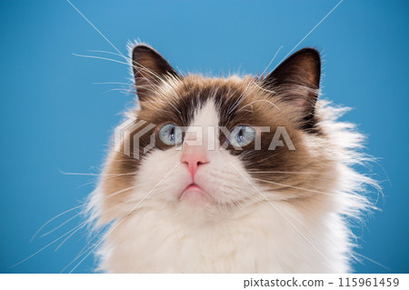 portrait of a beautiful young healthy Ragdoll cat portrait of a beautiful young healthy Ragdoll cat 115961459