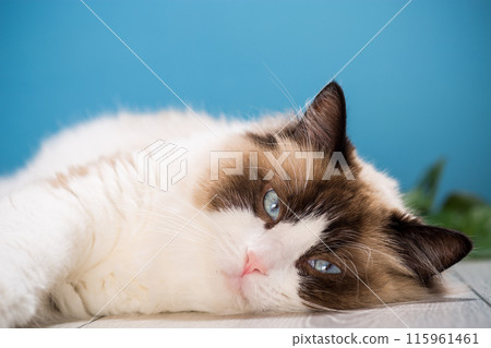 portrait of a beautiful young healthy Ragdoll cat portrait of a beautiful young healthy Ragdoll cat 115961461