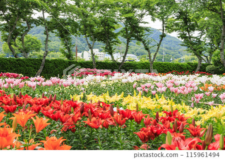 筱山由里玉水花園,共同主演的繡球花和盛開的百合 筱山由里玉水花園,共同主演的繡球花和盛開的百合 115961494