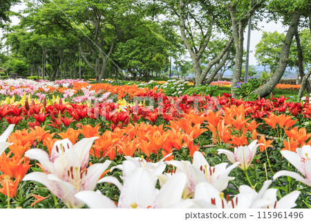 Shinoyama Yuri Tamamizu Garden, co-starring hydrangea and lily in full bloom Shinoyama Yuri Tamamizu Garden, co-starring hydrangea and lily in full bloom 115961496