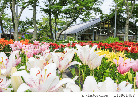 Shinoyama Yuri Tamamizu Garden, co-starring hydrangea and lily in full bloom Shinoyama Yuri Tamamizu Garden, co-starring hydrangea and lily in full bloom 115961498