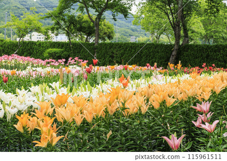 筱山由里玉水花園，共同主演的繡球花和盛開的百合 115961511