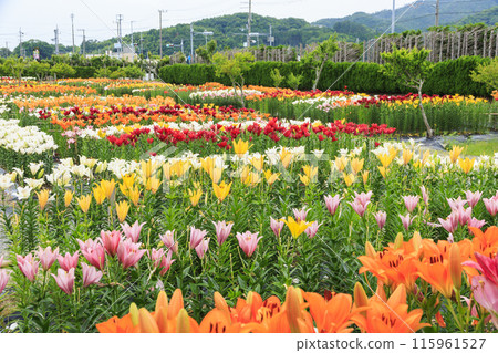 筱山由里玉水花園,共同主演的繡球花和盛開的百合 筱山由里玉水花園,共同主演的繡球花和盛開的百合 115961527