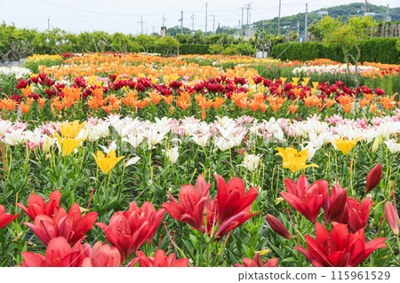 Shinoyama Yuri Tamamizu Garden, co-starring hydrangea and lily in full bloom 115961529