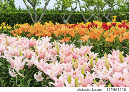 Shinoyama Yuri Tamamizu Garden, co-starring hydrangea and lily in full bloom Shinoyama Yuri Tamamizu Garden, co-starring hydrangea and lily in full bloom 115961536
