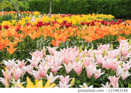 Shinoyama Yuri Tamamizu Garden, co-starring hydrangea and lily in full bloom Shinoyama Yuri Tamamizu Garden, co-starring hydrangea and lily in full bloom 115961546