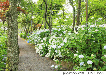 筱山由里玉水花園，共同主演的繡球花和盛開的百合 115961558