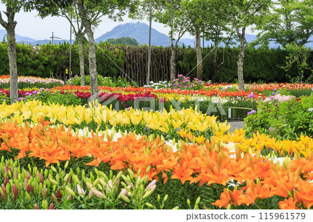 筱山由里玉水花園,共同主演的繡球花和盛開的百合 筱山由里玉水花園,共同主演的繡球花和盛開的百合 115961579