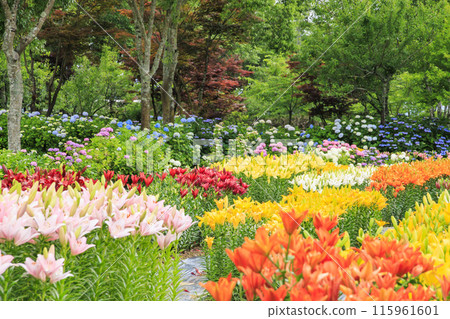 Shinoyama Yuri Tamamizu Garden, co-starring hydrangea and lily in full bloom Shinoyama Yuri Tamamizu Garden, co-starring hydrangea and lily in full bloom 115961601