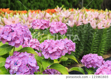 Shinoyama Yuri Tamamizu Garden, co-starring hydrangea and lily in full bloom Shinoyama Yuri Tamamizu Garden, co-starring hydrangea and lily in full bloom 115961603