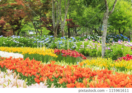 Shinoyama Yuri Tamamizu Garden, co-starring hydrangea and lily in full bloom 115961611