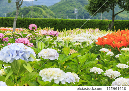 筱山由里玉水花園,共同主演的繡球花和盛開的百合 筱山由里玉水花園,共同主演的繡球花和盛開的百合 115961618