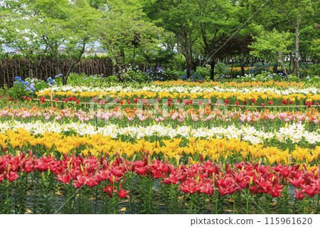 筱山由里玉水花園,共同主演的繡球花和盛開的百合 筱山由里玉水花園,共同主演的繡球花和盛開的百合 115961620