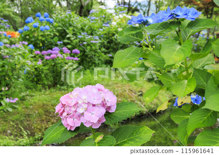 筱山由里玉水花園，共同主演的繡球花和盛開的百合 115961641