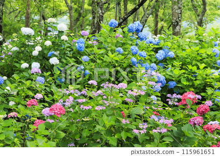 Shinoyama Yuri Tamamizu Garden, co-starring hydrangea and lily in full bloom 115961651