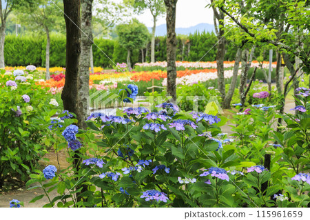 筱山由里玉水花園,共同主演的繡球花和盛開的百合 筱山由里玉水花園,共同主演的繡球花和盛開的百合 115961659