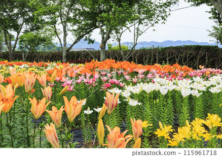 筱山由里玉水花園，共同主演的繡球花和盛開的百合 115961718