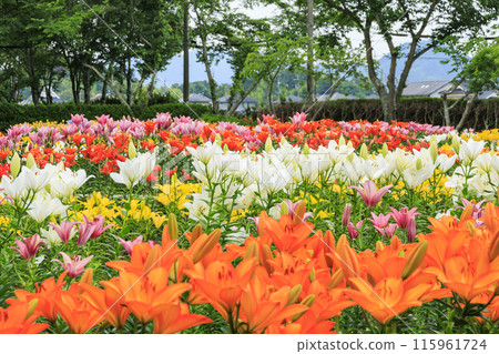 Shinoyama Yuri Tamamizu Garden, co-starring hydrangea and lily in full bloom 115961724