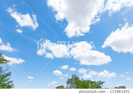 初夏的雲朵和樹木 115961941