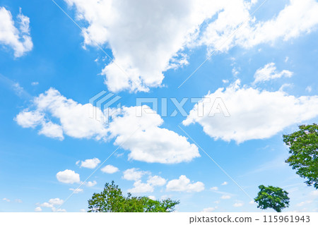 初夏的雲朵和樹木 115961943