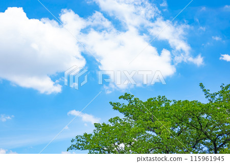 初夏的雲朵和樹木 115961945