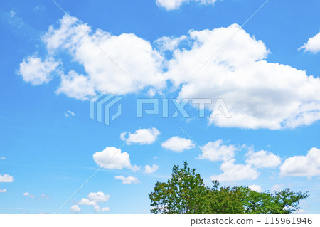 初夏的雲朵和樹木 初夏的雲朵和樹木 115961946