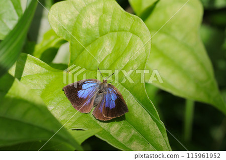 紫色蝴蝶展開翅膀休息（自然光+閃光燈、微距特寫攝影） 115961952