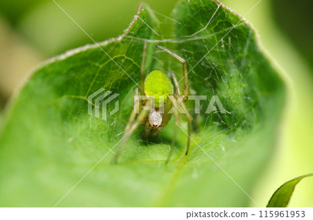 一隻蜘蛛（自然光+閃光燈，微距特寫攝影）在時尚綠葉搭建的家中。 115961953