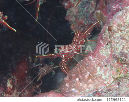 Suzuku沙拉蝦 Suzuku沙拉蝦 115962121