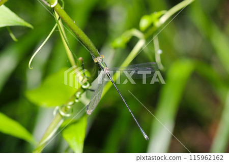 A large blue dragonfly in a grove of trees in early summer (natural light + strobe, macro close-up) A large blue dragonfly in a grove of trees in early summer (natural light + strobe, macro close-up) 115962162