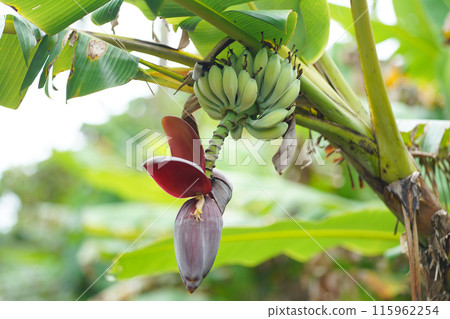 香蕉樹在風中搖曳 115962254