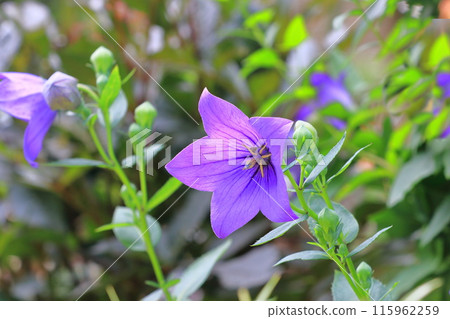 紫色風鈴草花和芽 115962259