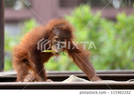 Baby orangutan with a leaf in its mouth 115962282