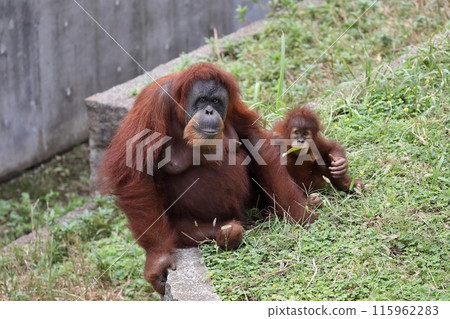 Sitting orangutan parent and child Sitting orangutan parent and child 115962283