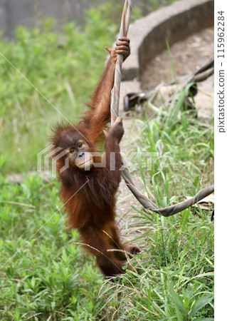 拿著繩子的小猩猩 115962284